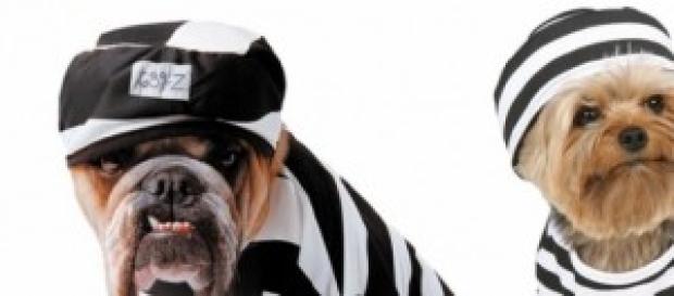 Cani per la pet therapy a Bollate Cani per la pet therapy a Bollate
