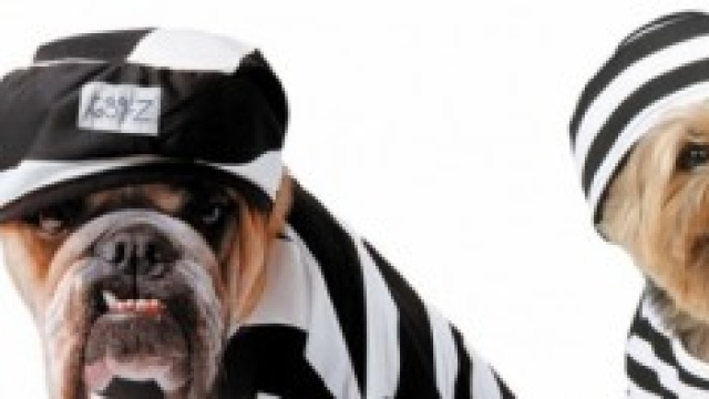 Cani per la pet therapy a Bollate