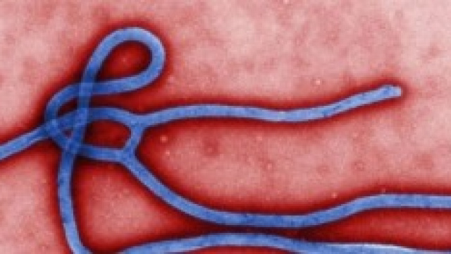 Virus Ebola: sintomi, cure e tutte le info