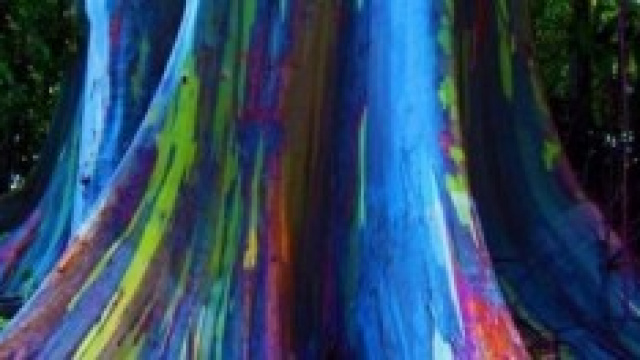 L'Eucalipto Arcobaleno o Rainbon Tree