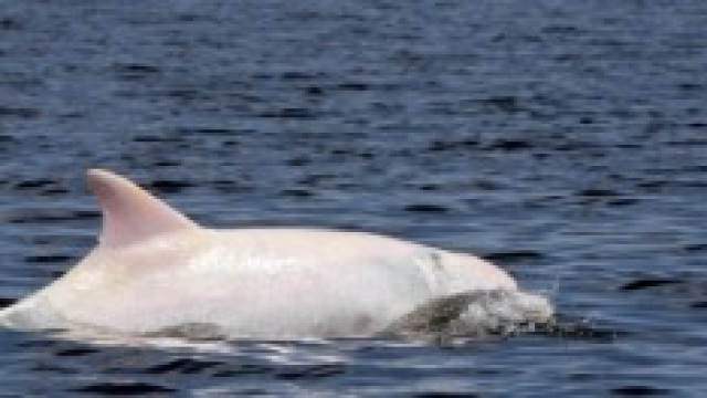 un'immagine del delfino albino Albus