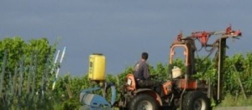 Agricoltura: incentivi per i giovani agricoltori