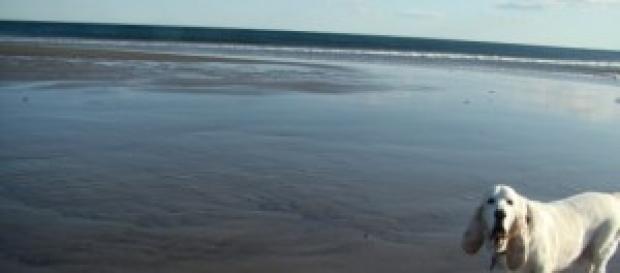 un cane in una delle spiagge libere della Toscana un cane in una delle spiagge libere della Toscana