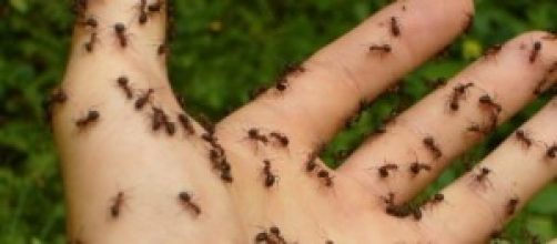 Le formiche? Combattono il riscaldamento globale