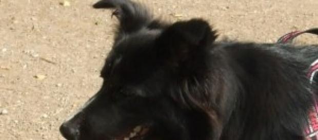 Cani in spiaggia: interviene il Tar Cani in spiaggia: interviene il Tar