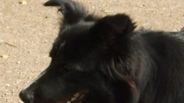 Cani in spiaggia: interviene il Tar