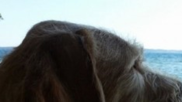 in vacanza con gli amici a 4 zampe