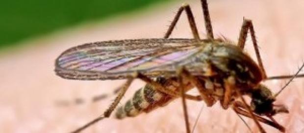 Mosquito dispuesto a chupar sangre Mosquito dispuesto a chupar sangre