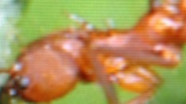 formica operaia al lavoro