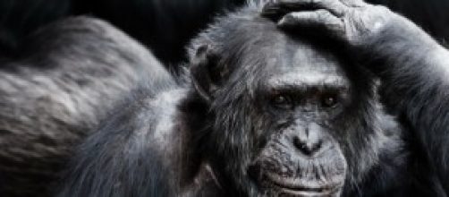 Una scimmia può cambiare la storia del copyright?