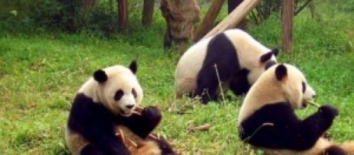 Un panda per avere più cibo si finge incinta