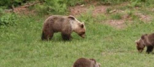 Orsa Daniza e i suoi due cuccioli Orsa Daniza e i suoi due cuccioli