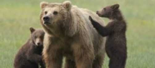 L'orsa con i cuccioli. Una tragica fine.