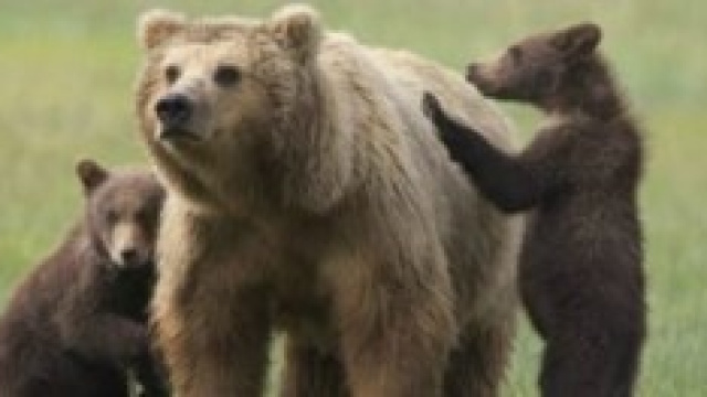 L'orsa con i cuccioli. Una tragica fine.