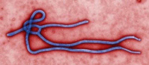 Virus Ebola 2014, ultime notizie