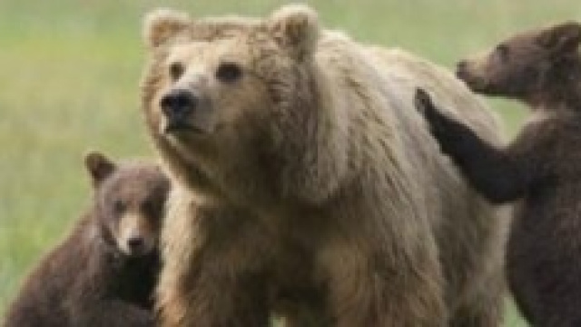 l'orsa Daniza con i suoi cuccioli