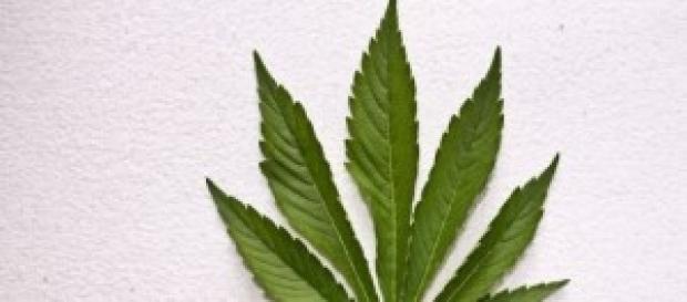 La cannabis in Italia diventa semi-legale. La cannabis in Italia diventa semi-legale.