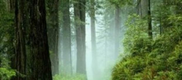 fotografía de un bosque verde y precioso fotografía de un bosque verde y precioso