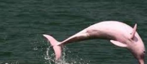 El boto del Amazonas,un delfín de piel rosada