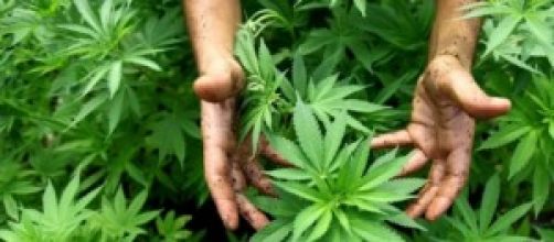 Cannabis terapeutica: verrà prodotta in Italia