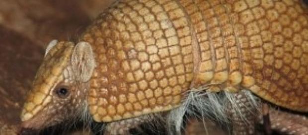 Tolypeutes tricinctus (Fonte: wikimedia) Tolypeutes tricinctus (Fonte: wikimedia)