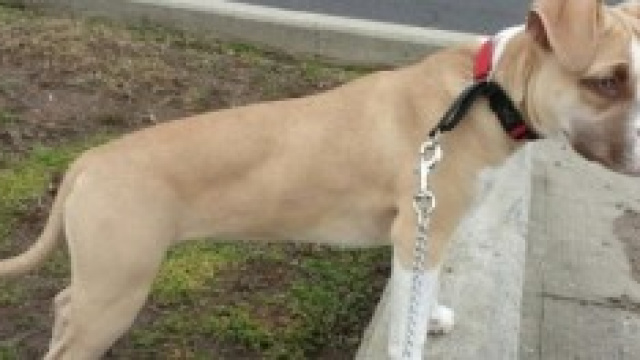 Cucciolo di pitbull violentato dal padrone