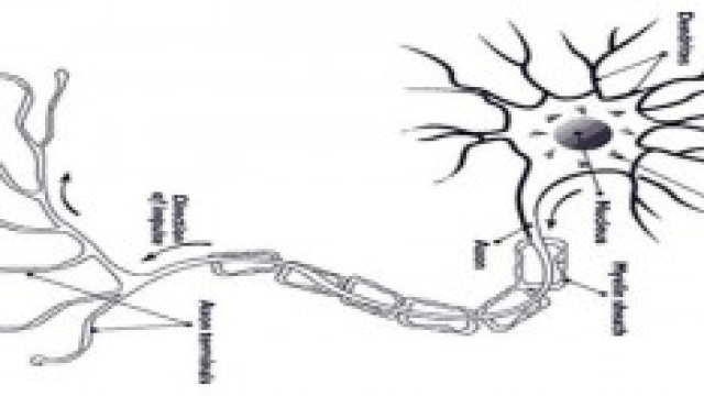 Un enzima causato dallo stress riduce la memoria