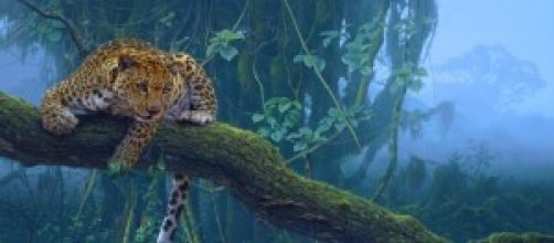 Leopardo delle foreste tropicali