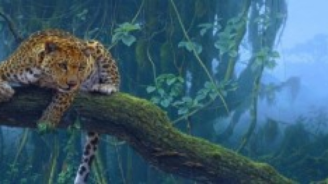 Leopardo delle foreste tropicali