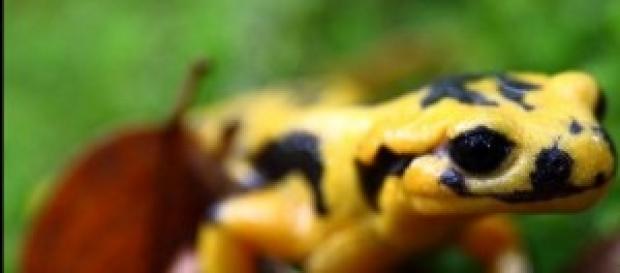 Bonito anfibio amarillo con motas negras Bonito anfibio amarillo con motas negras