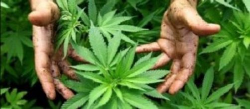 Lo Stato produrrà marijuana per uso terapeutico