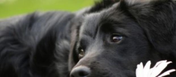 Un cagnolino di adozione in un rifugio Un cagnolino di adozione in un rifugio