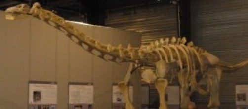 Ritrovato lo scheletro di un titanosauro lungo 26m
