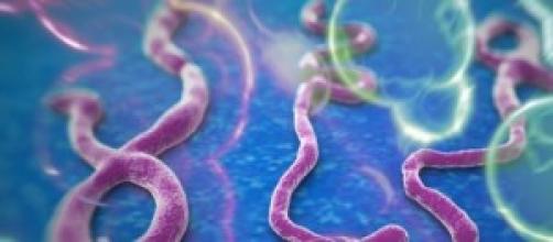 Un'immagine del Virus Ebola