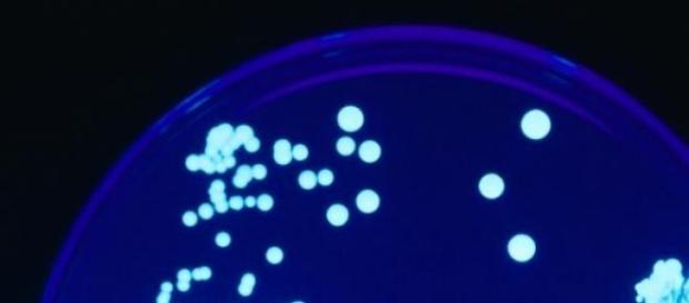 Bactéria Legionella marcou o ano de 2014. Bactéria Legionella marcou o ano de 2014.