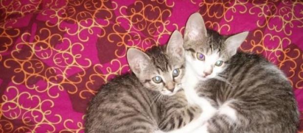 Le chat un animal qui prend soin de nous! Le chat un animal qui prend soin de nous!