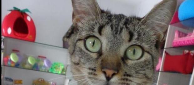Princesa, uma gata de personalidade - Flavia Buiz Princesa, uma gata de personalidade - Flavia Buiz