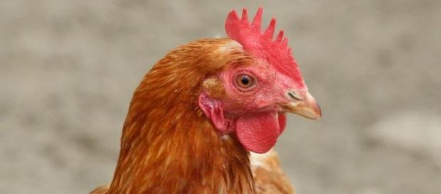 Medida drástica contra a gripe das aves em Taiwan Medida drástica contra a gripe das aves em Taiwan