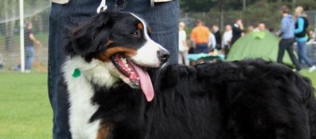 Os animais ajudam a combater a solidão. Os animais ajudam a combater a solidão.