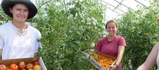 Tomates procedentes de agricultura ecológica Tomates procedentes de agricultura ecológica
