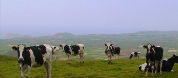 Leite produzido nos Açores será certificado Leite produzido nos Açores será certificado