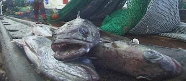 Merluza negra, una especie muy codiciada Merluza negra, una especie muy codiciada