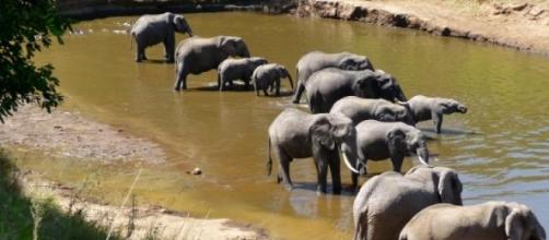 African elephants drinking water 