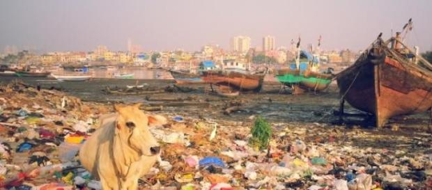 Cow in garbage. Bombay. Antoine Dessart. Cow in garbage. Bombay. Antoine Dessart.