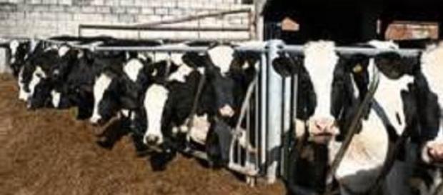 Dairy farmers are being squeezed by milk price war Dairy farmers are being squeezed by milk price war