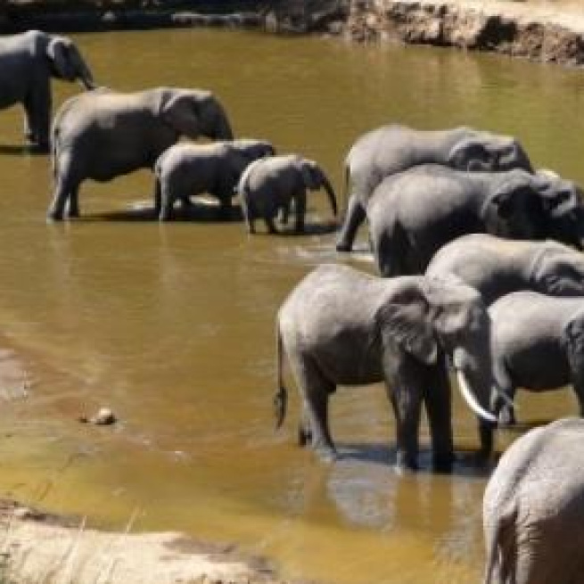African elephants drinking water 