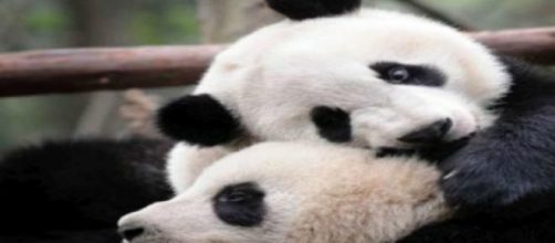 Esemplari di panda, tra le specie a rischio
