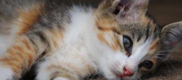 Gato doméstico, mamífero carnívoro Gato doméstico, mamífero carnívoro