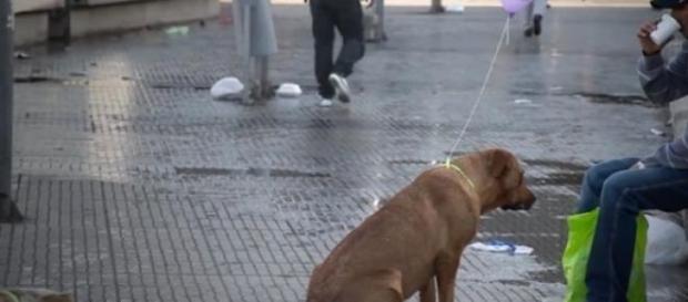 O animal de rua é dócil, meigo e muito amigo O animal de rua é dócil, meigo e muito amigo