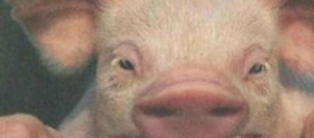Dans le cochon tout est bon Dans le cochon tout est bon